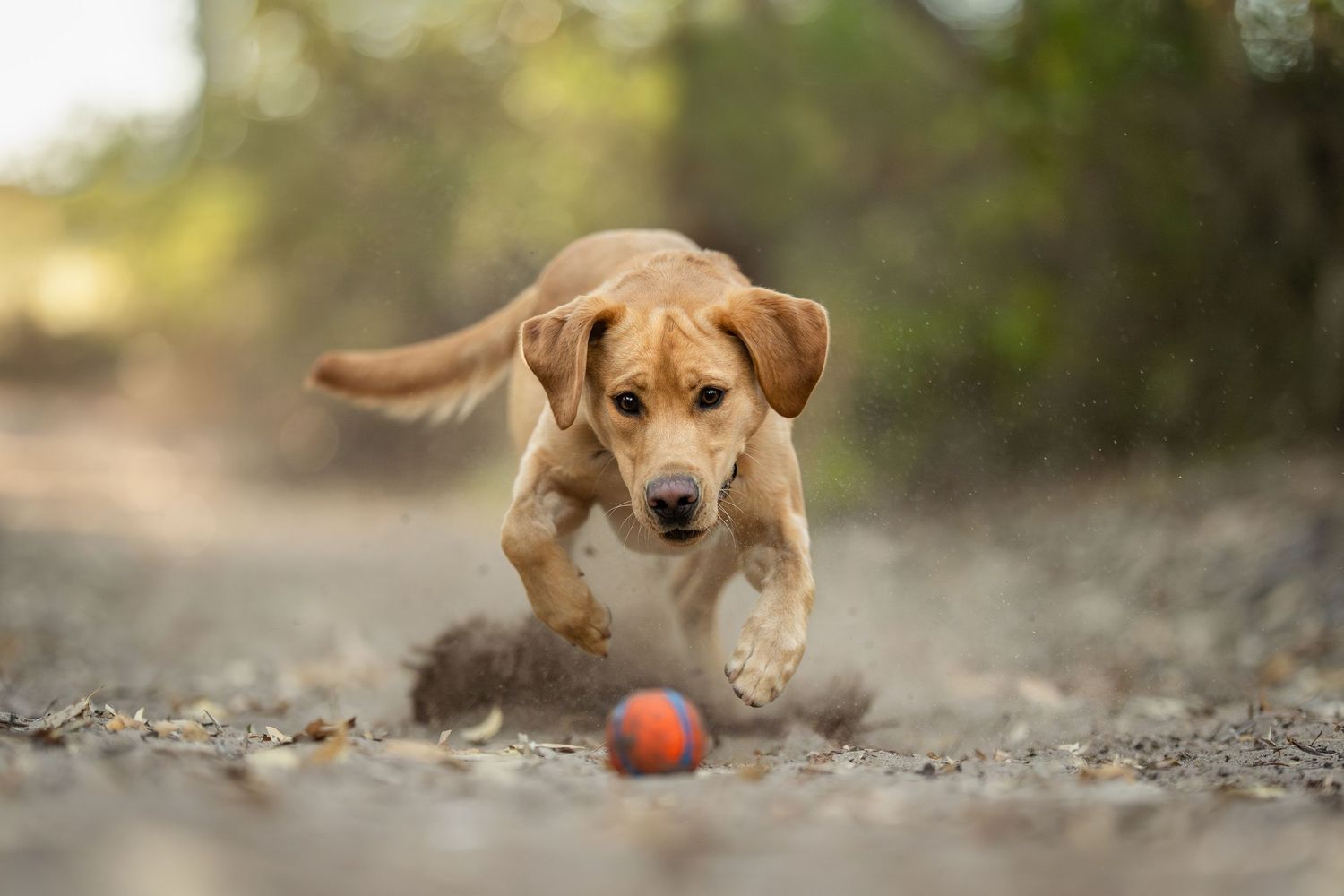 A Labrador chases an orange ball in a sequence of action shots showing playful movement across gravel.