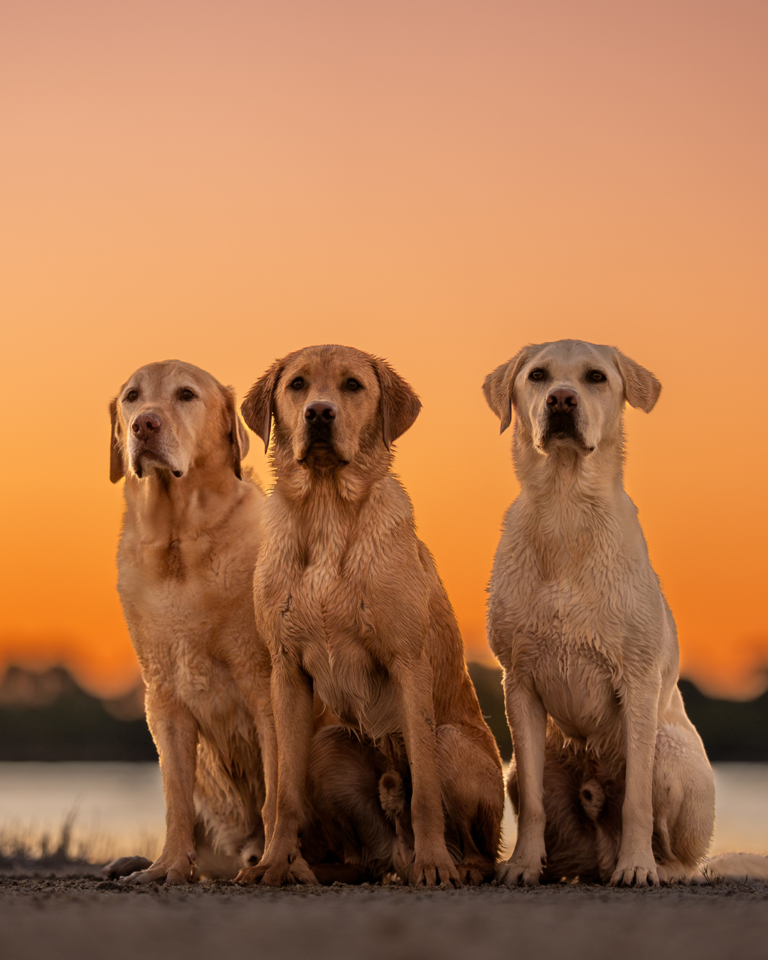 A group of golden Labrador puppies sitting together against a warm sunset backdrop on the horizon.