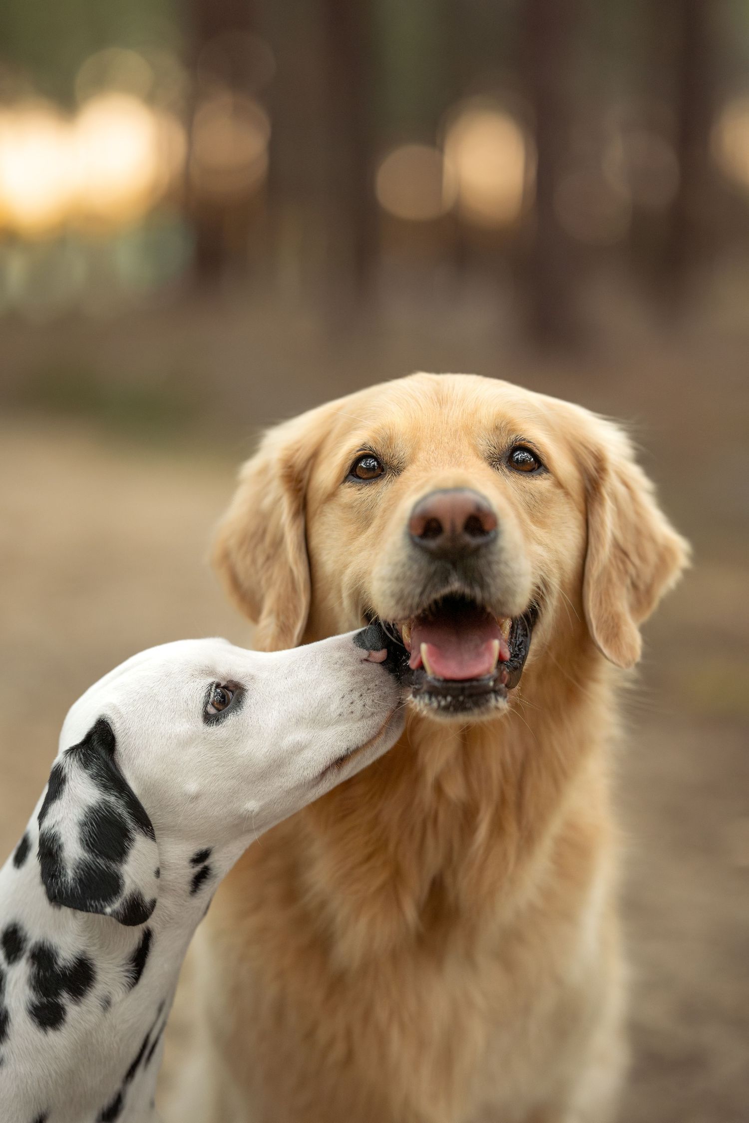 A friendly Dalmatian nuzzles a happy Golden Retriever outdoors in a sunlit forest setting in Perth Australia.