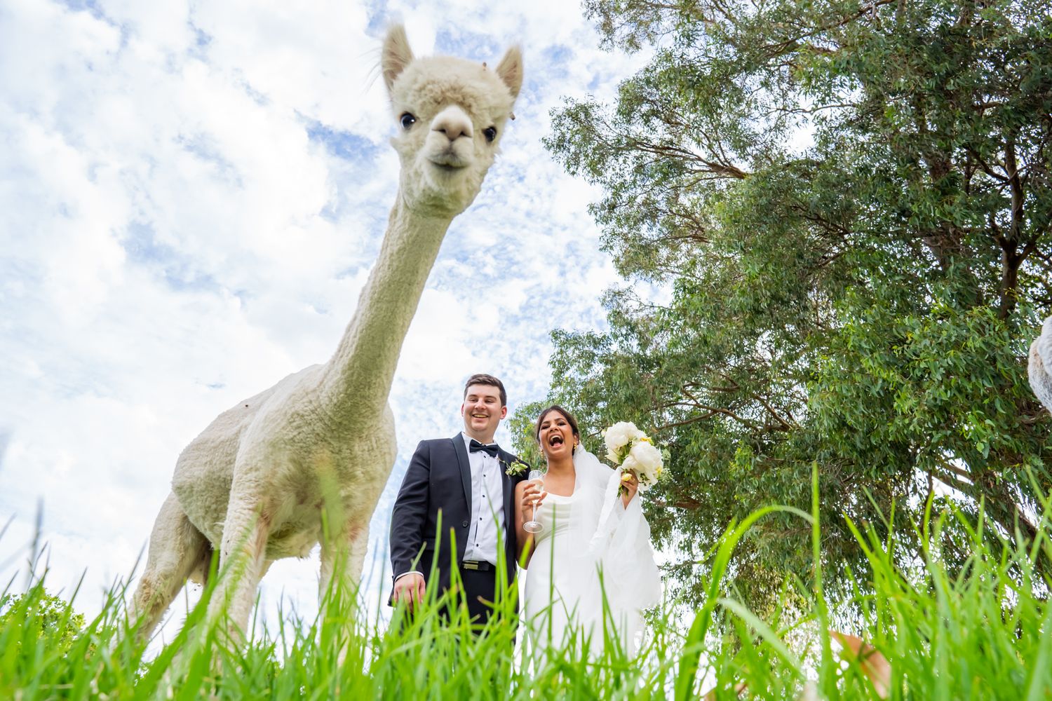 A curious alpaca photobombs a wedding photo taken from a low angle in a grassy field beneath tall trees.