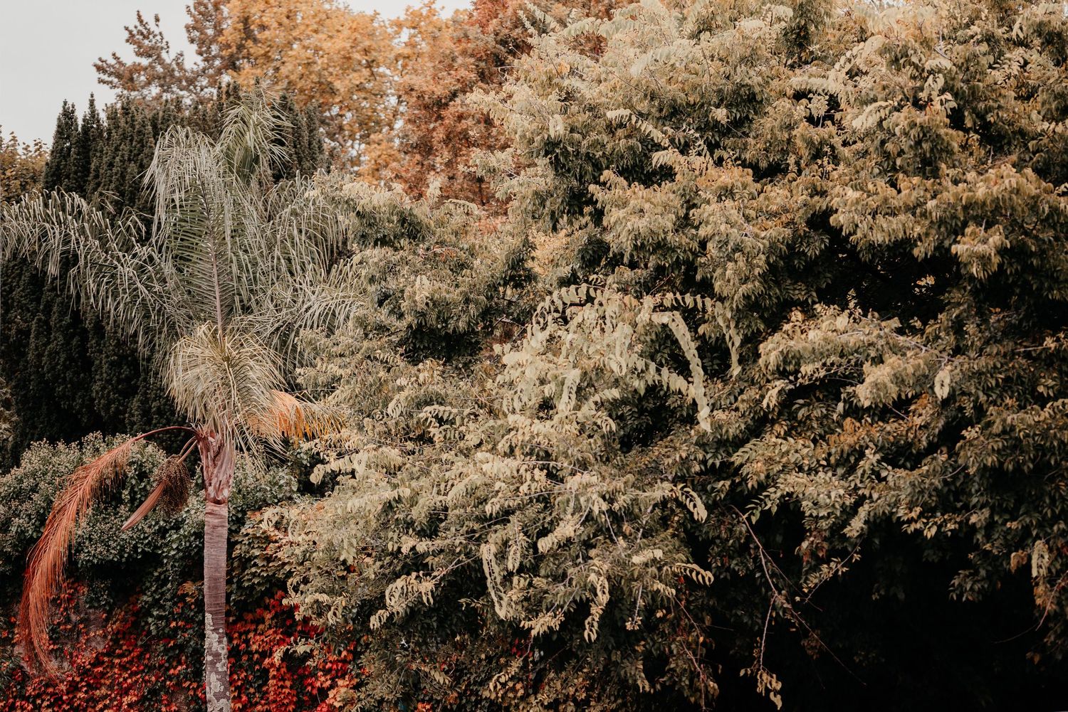 Lush autumn trees with golden and green foliage, featuring a tall palm tree surrounded by dense woodland.
