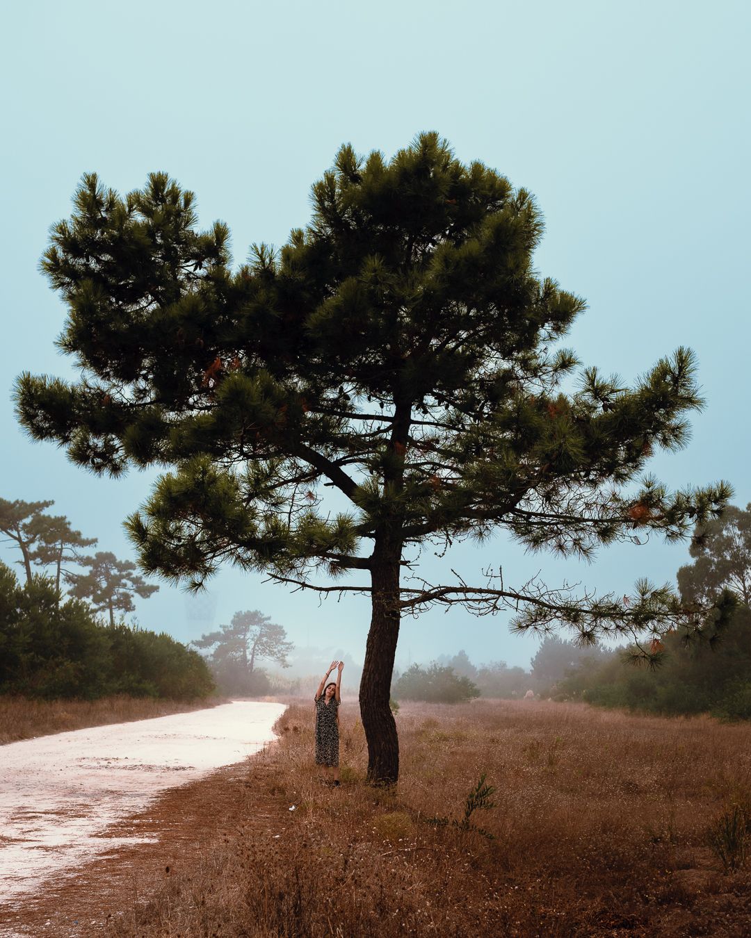 Lone pine tree stands against a misty path in a dreamy landscape.