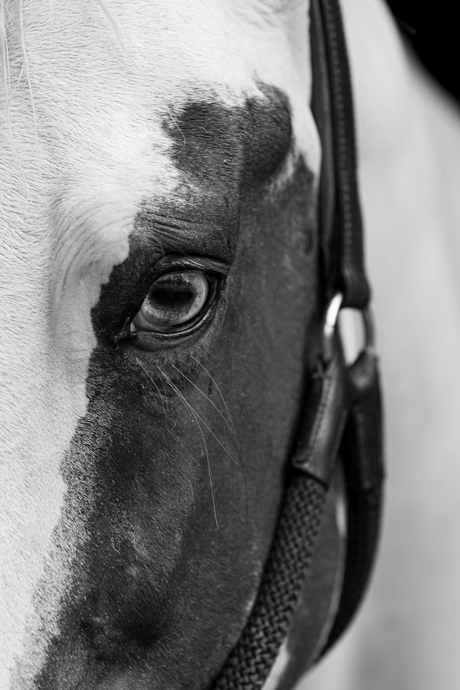 Close-up of a horse’s eye and bridle, captured during a natural light equine photography session in NC