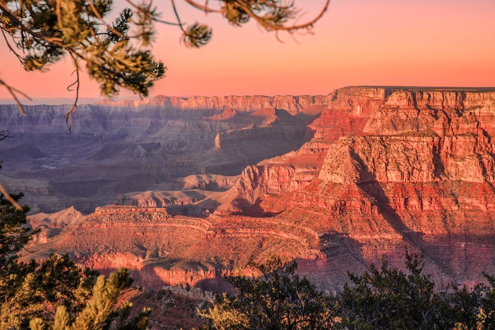 Sun illuminates red sandstone cliffs of the Grand Canyon during golden hour with a tree branch framing the view.