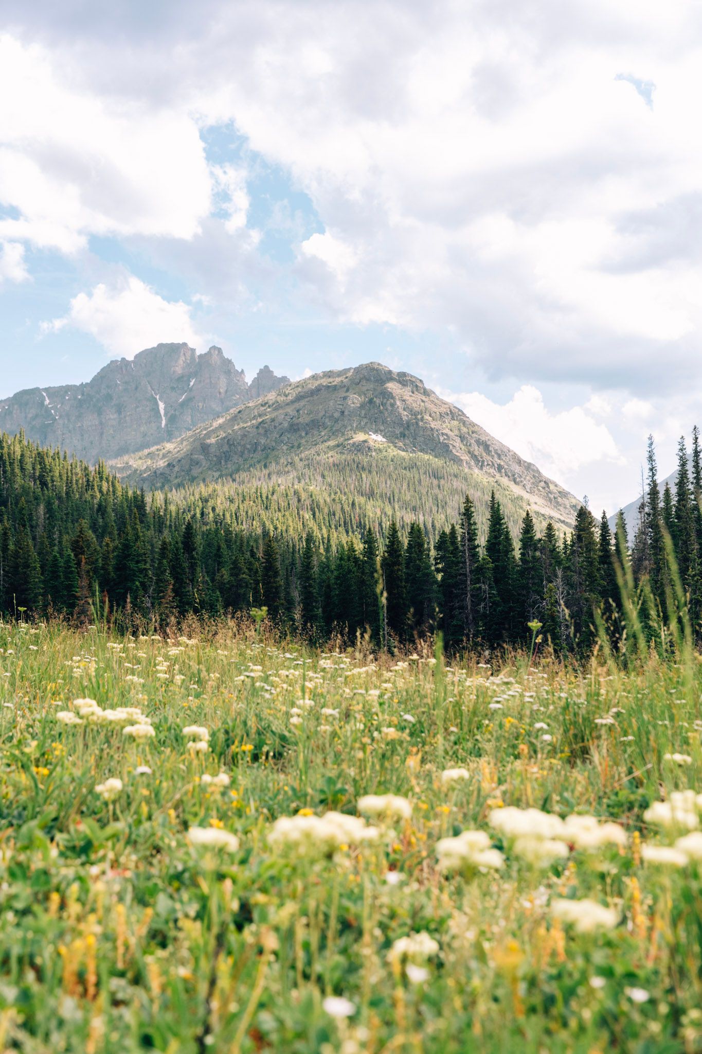 Scenic mountain landscape with snow-capped peaks, evergreen forest, and wildflower meadow under cloudy summer skies.