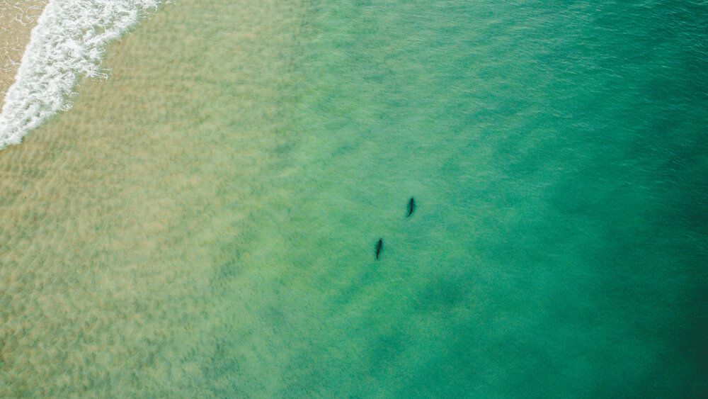 Aerial view of two dark figures swimming in crystal clear turquoise ocean waters.