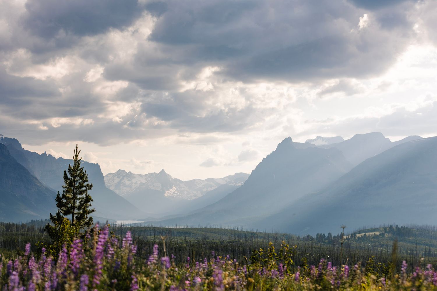 Sunbeams pierce through stormy clouds over mountain peaks with vibrant fireweed flowers blooming in the foreground.