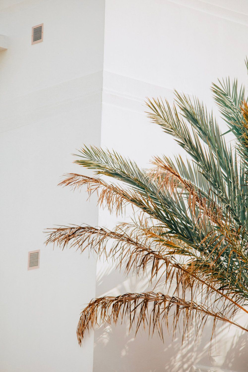 Palm fronds casting shadows against a white wall in minimal architectural setting.