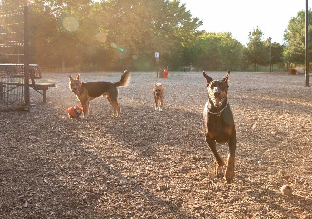 Multiple dogs play and run together in a dusty outdoor area during sunset.