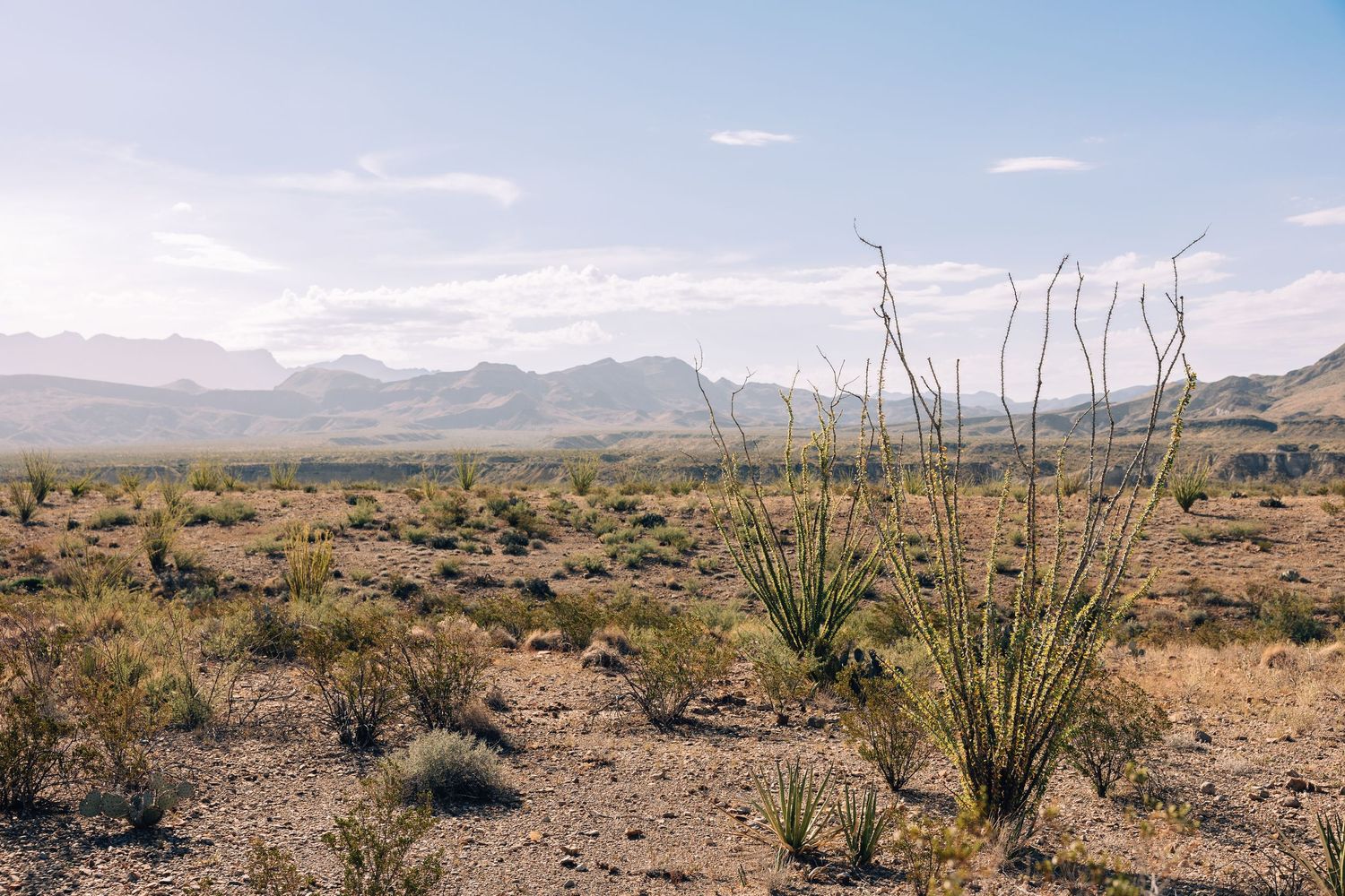 Desert landscape with distant mountains and scattered yucca plants stretching across the arid terrain.