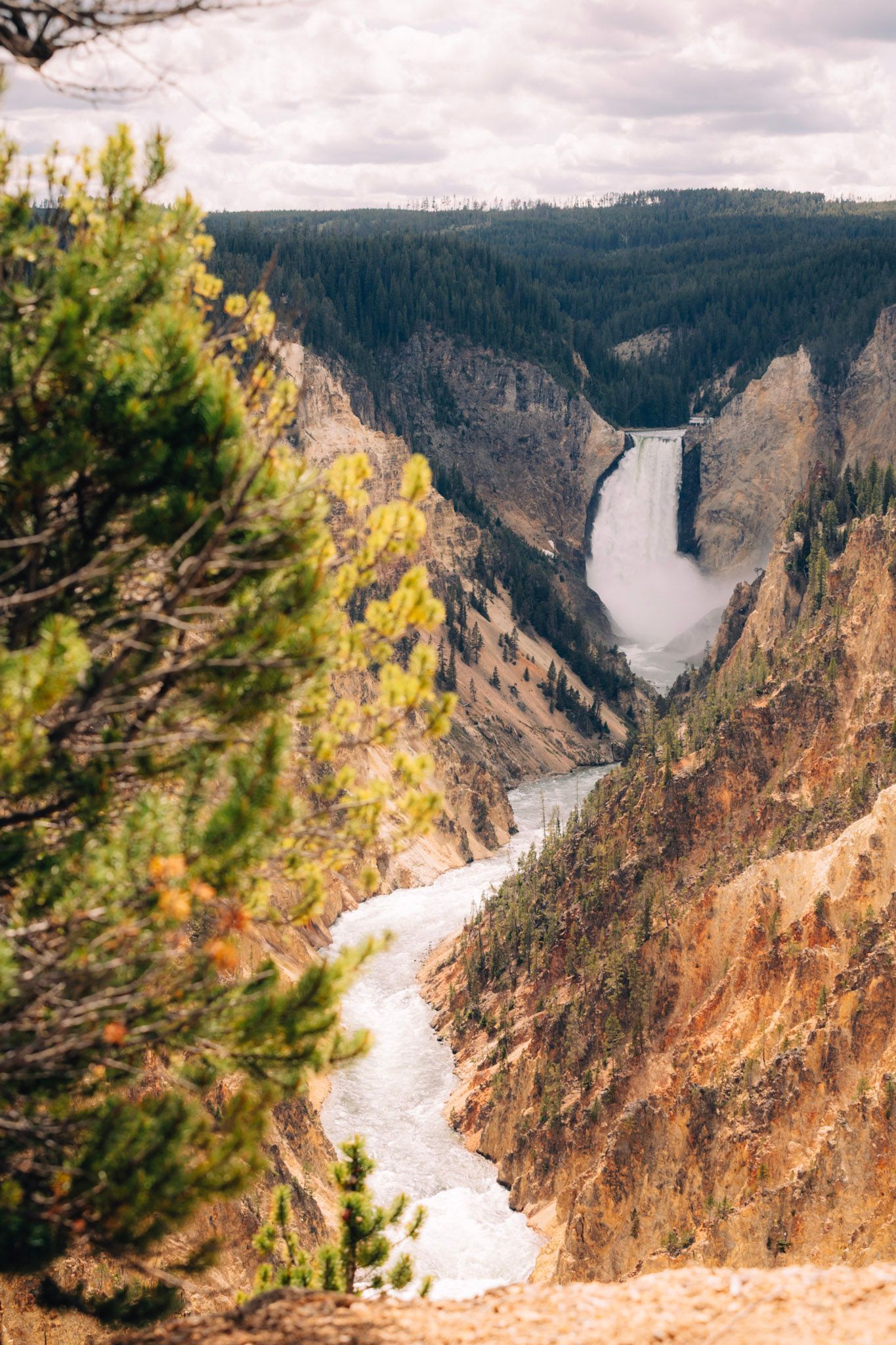 Panoramic view of Lower Falls waterfall cascading through the Grand Canyon of Yellowstone with rugged cliffs and pine trees.