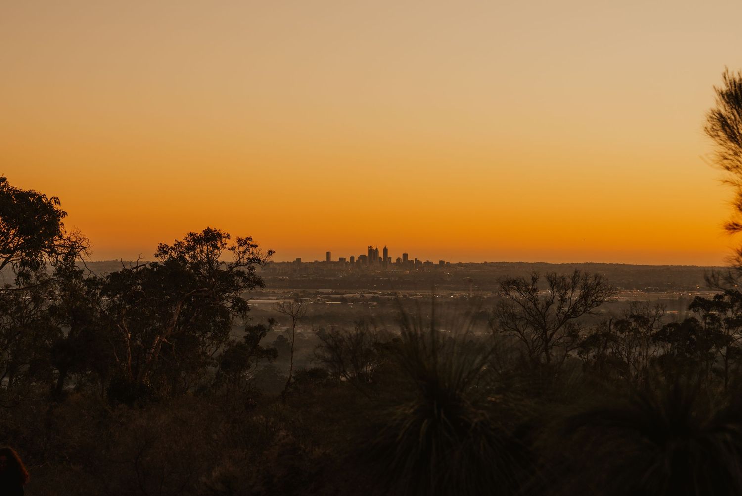Golden sunset cityscape view from elevated bushland lookout with silhouetted trees.