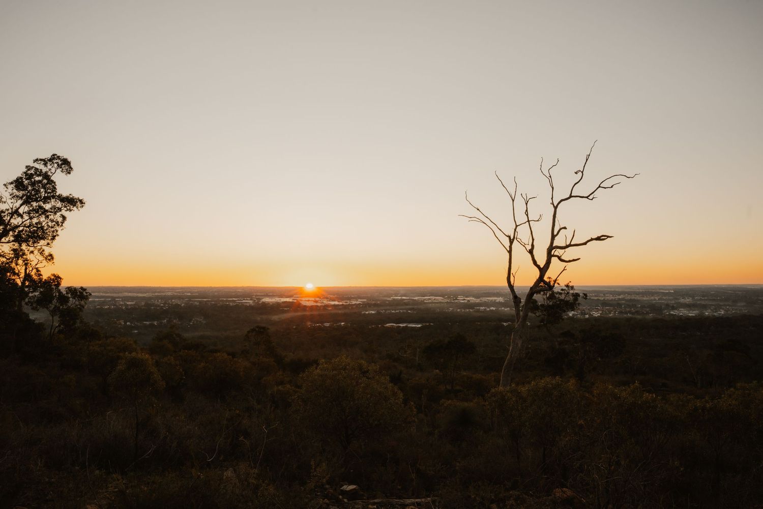 A breathtaking sunset over a vast cityscape with a bare tree silhouetted against the golden horizon.