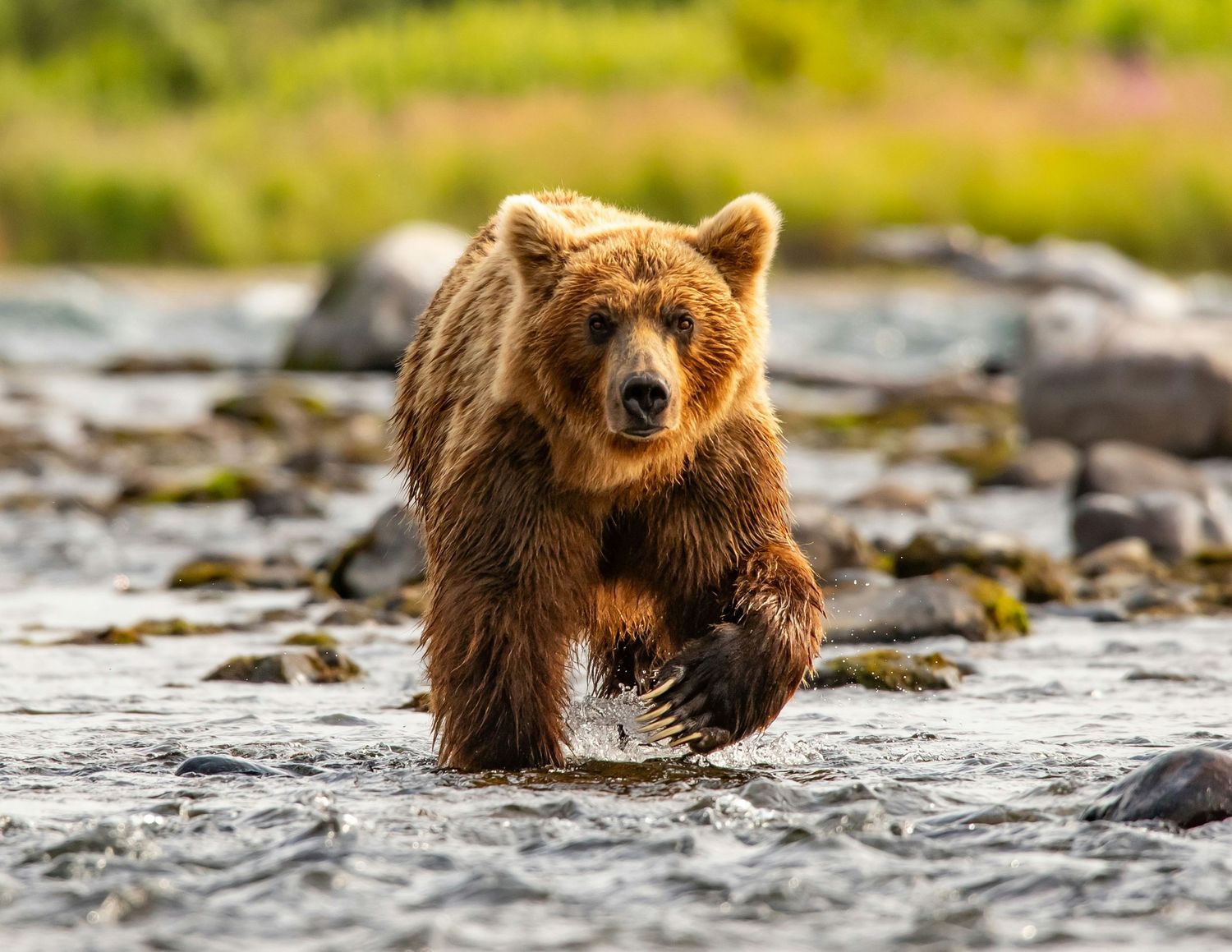 Brown bear fishing for salmon in a rocky stream during Alaska's summer season.