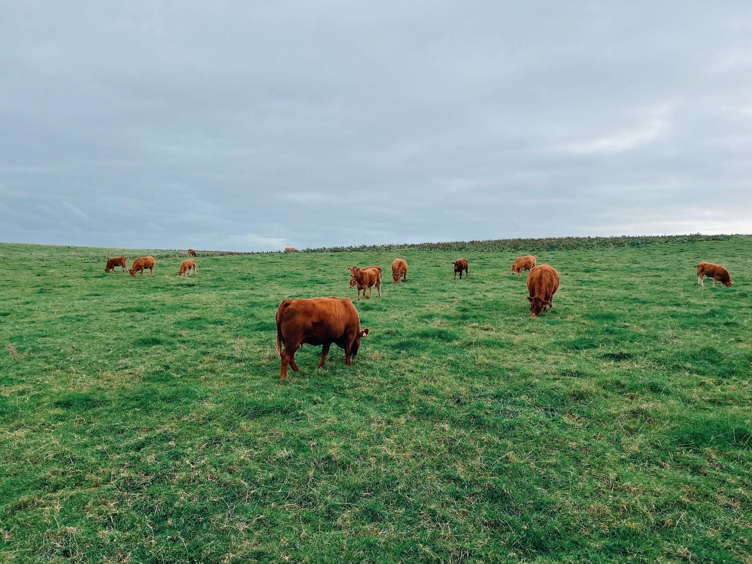 Brown Highland cattle grazing on lush green grass atop the coastal cliffs with ocean views in Ireland.