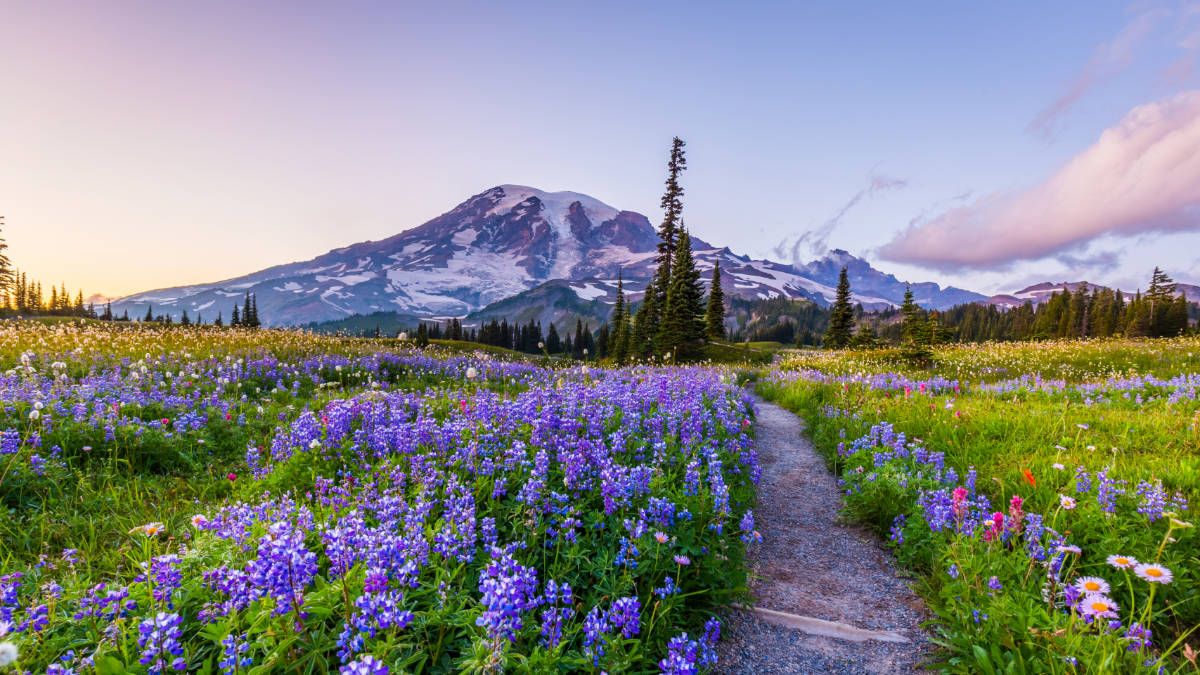 Mount Rainier towers over a vibrant meadow filled with purple lupine wildflowers in full bloom.