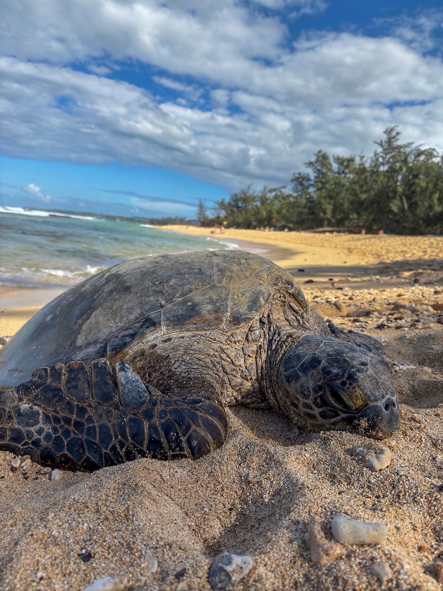 Large sea turtles resting on a sandy beach with ocean waves and blue sky in the background.