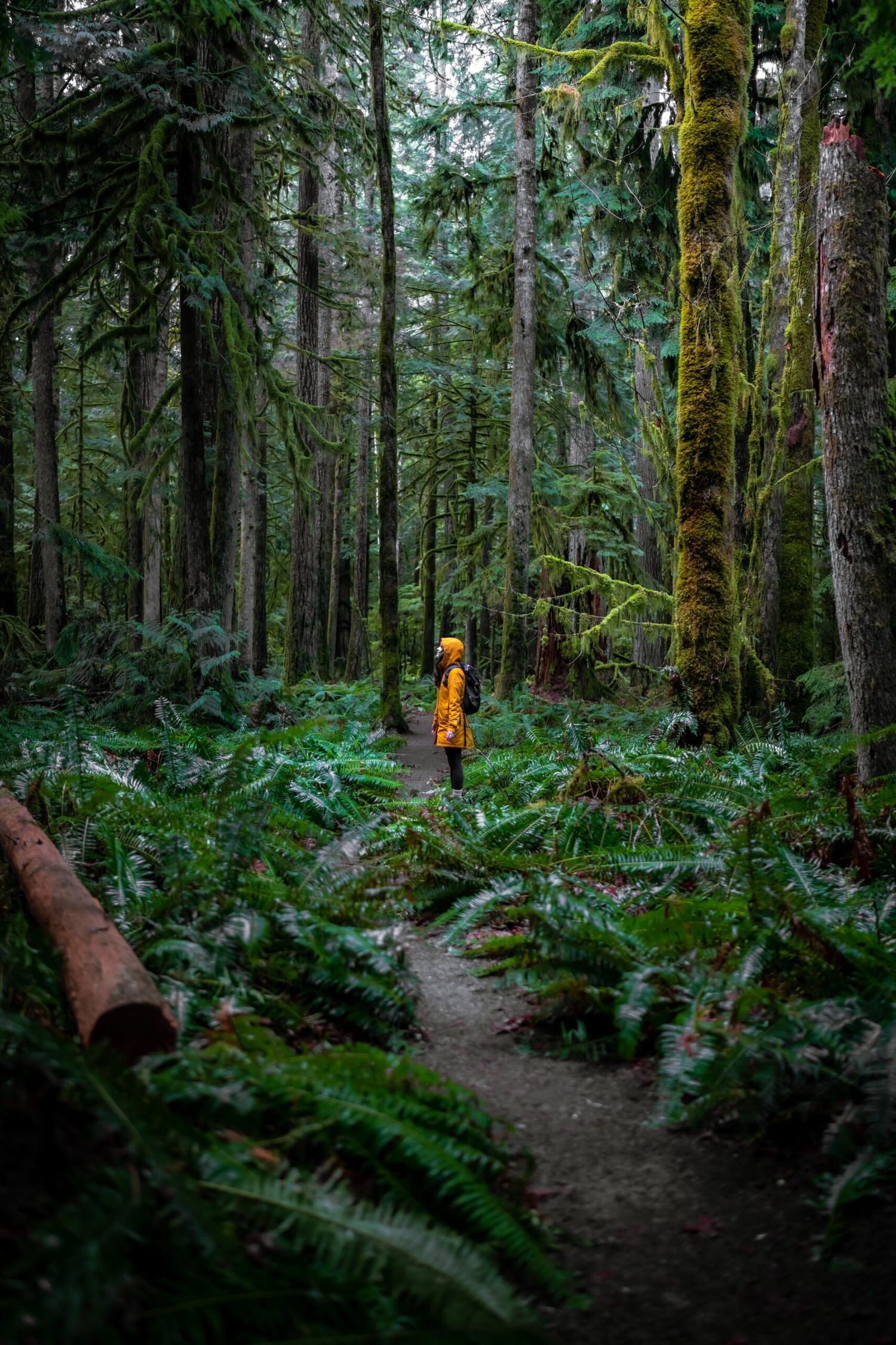 A hiking trail through a mossy green forest with ferns and tall trees.