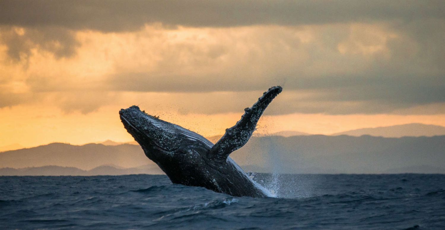 Dramatic sunset seascape featuring a humpback whale breaching the ocean surface.