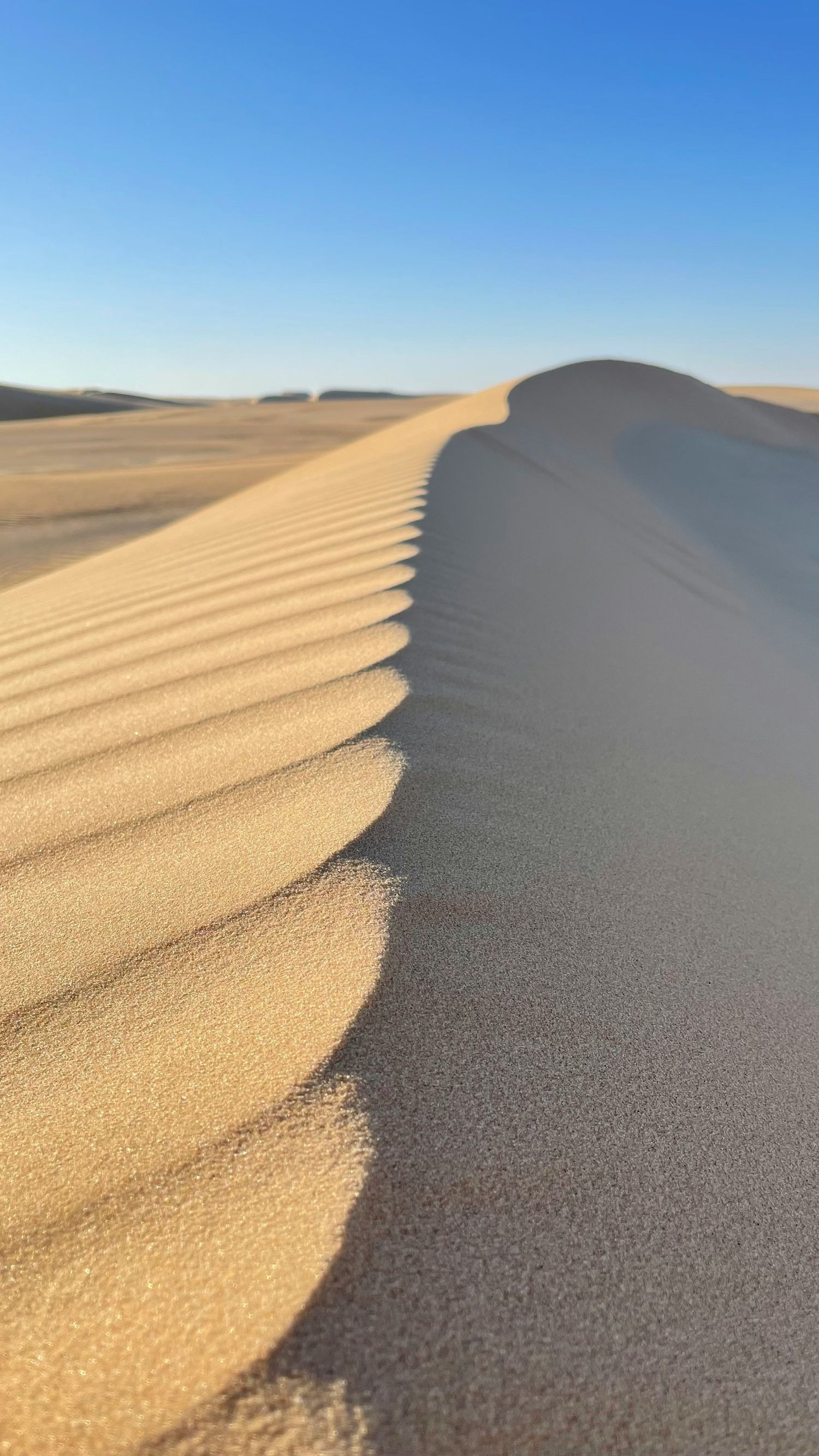 Sand dunes in the desert creating a dramatic shadow line against clear blue sky.