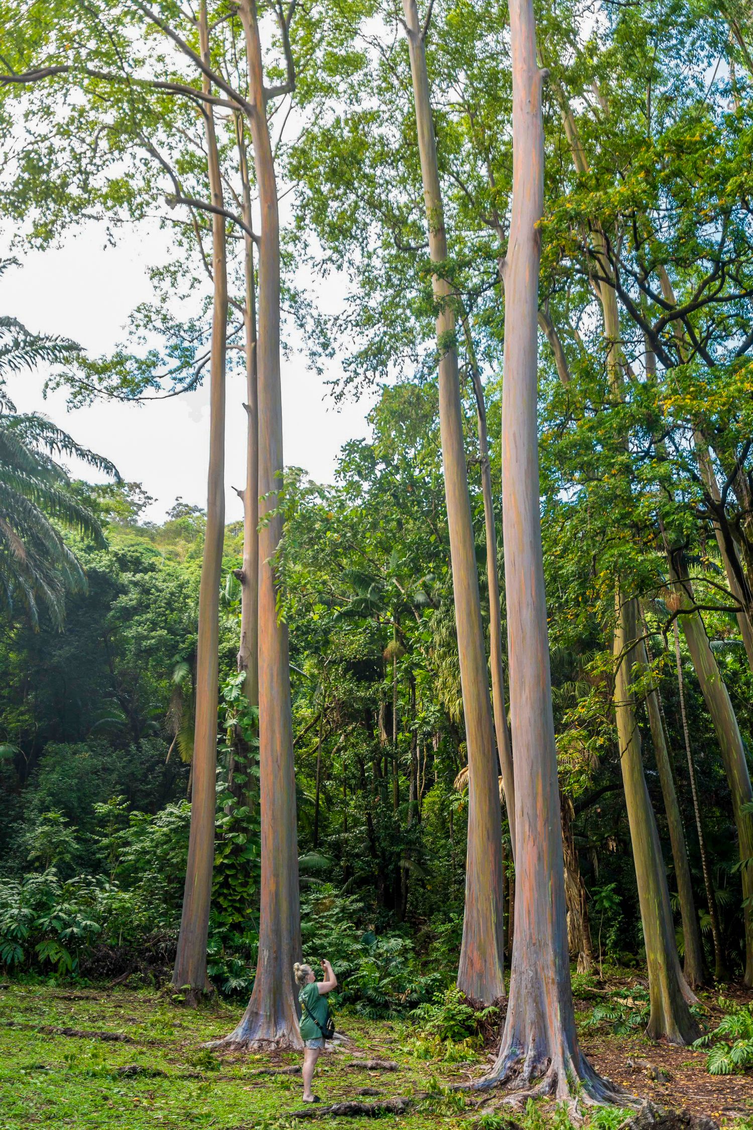 Tall eucalyptus trees create a natural canopy in a lush tropical forest setting.