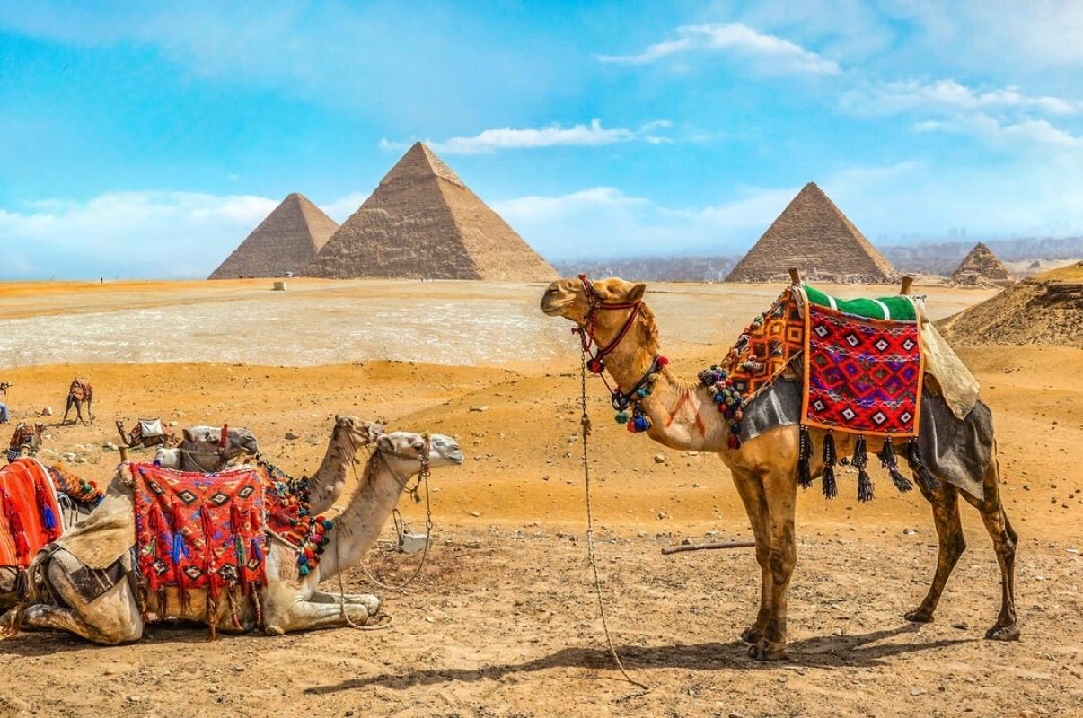 Camels resting near the pyramids of Giza in Egypt with colorful saddles and blankets against golden desert sands.