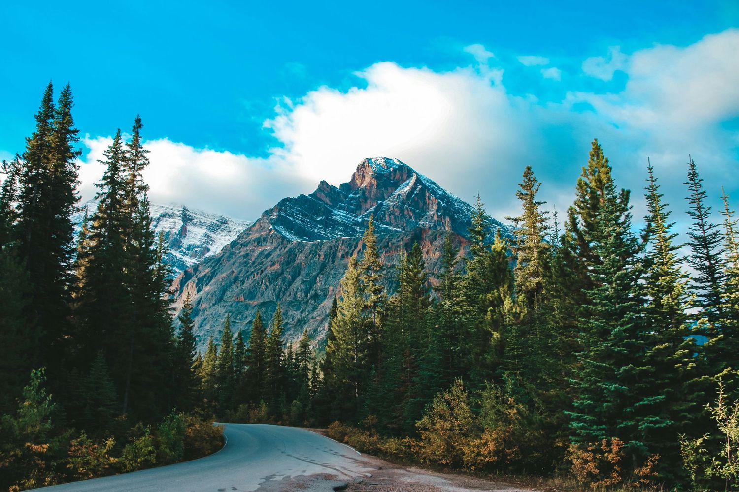Winding mountain road leads through pine trees towards dramatic rocky peaks in the Canadian Rockies.