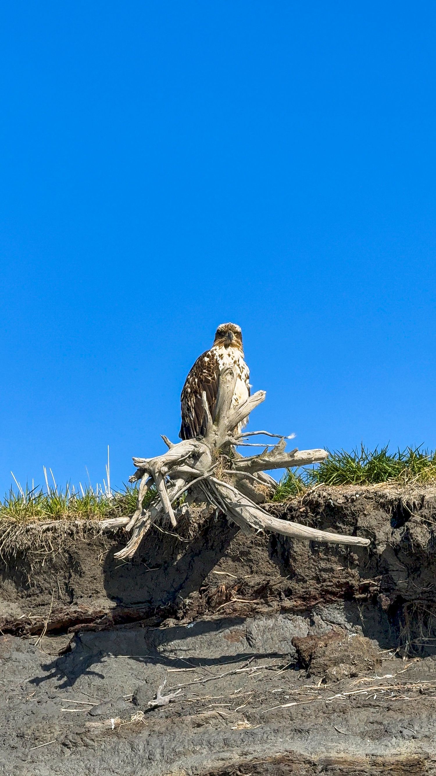 Bird against bright blue sky