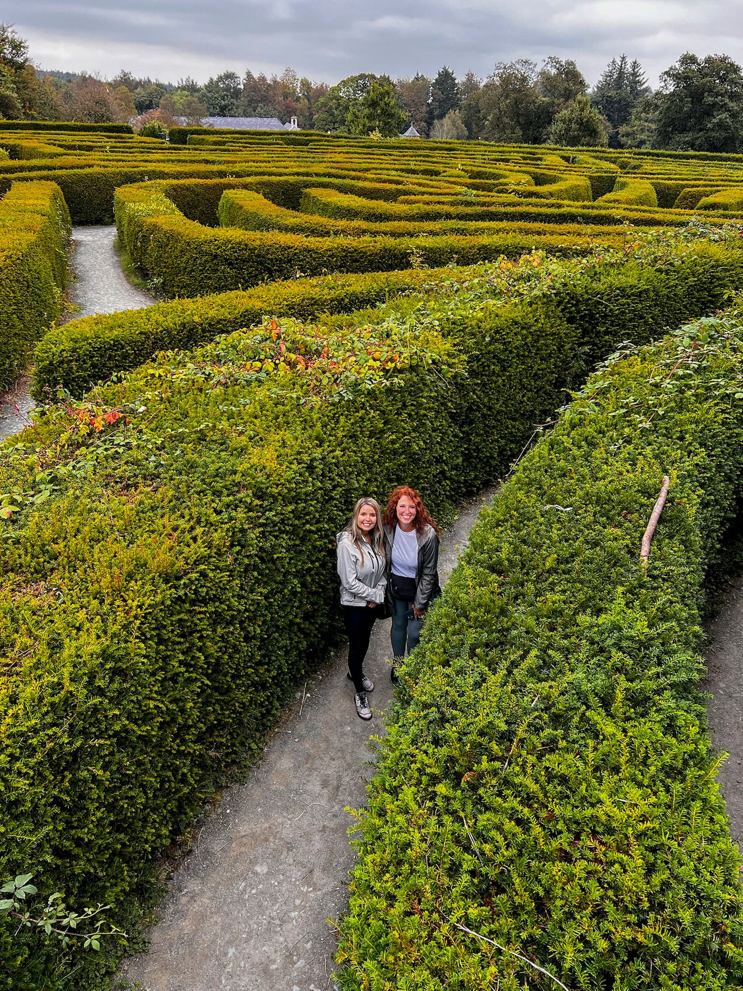Winding paths through a manicured hedge maze garden with yellow flowers blooming throughout.