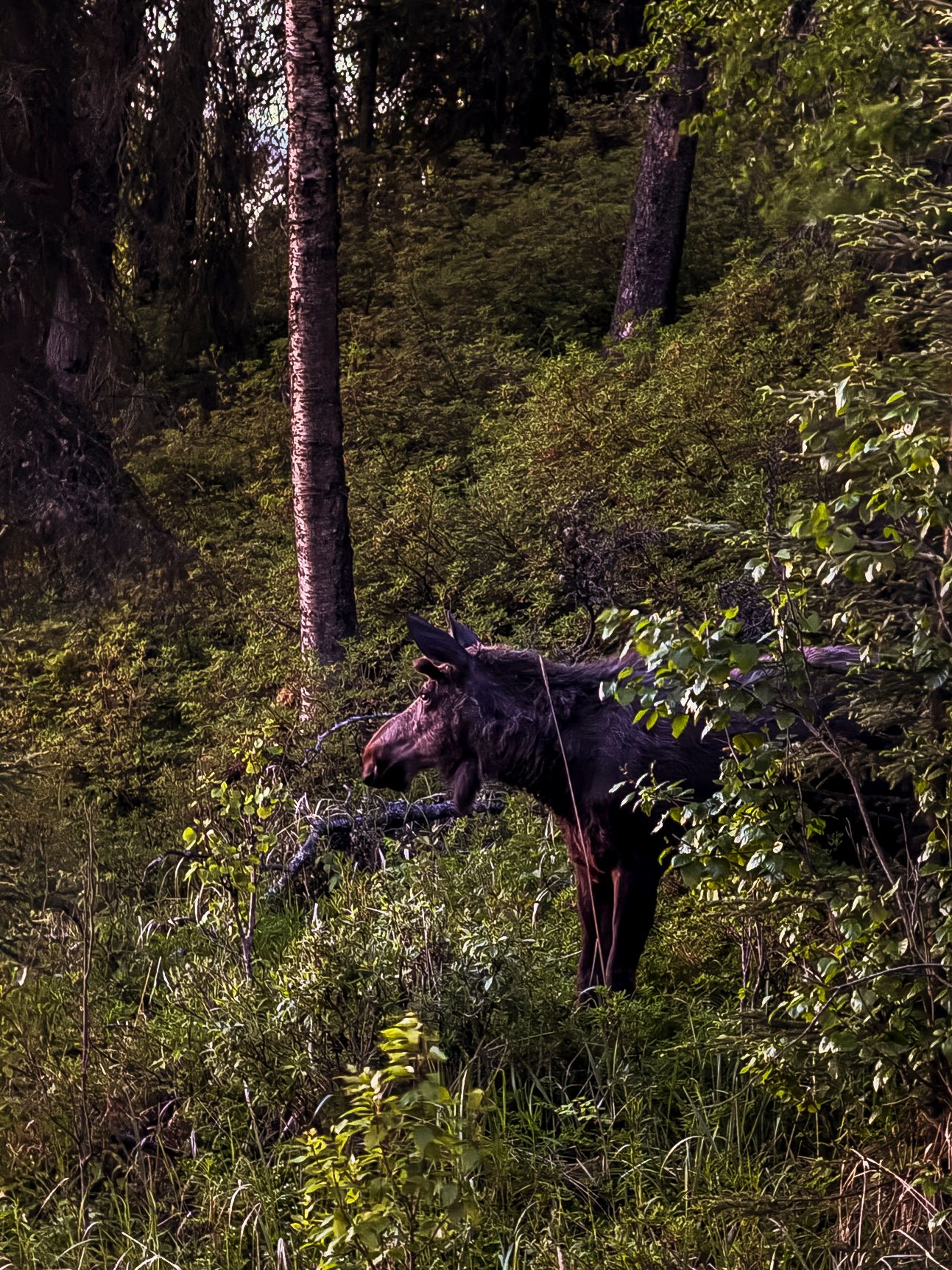 Two moose grazing in a forested area with dense vegetation and dappled sunlight.
