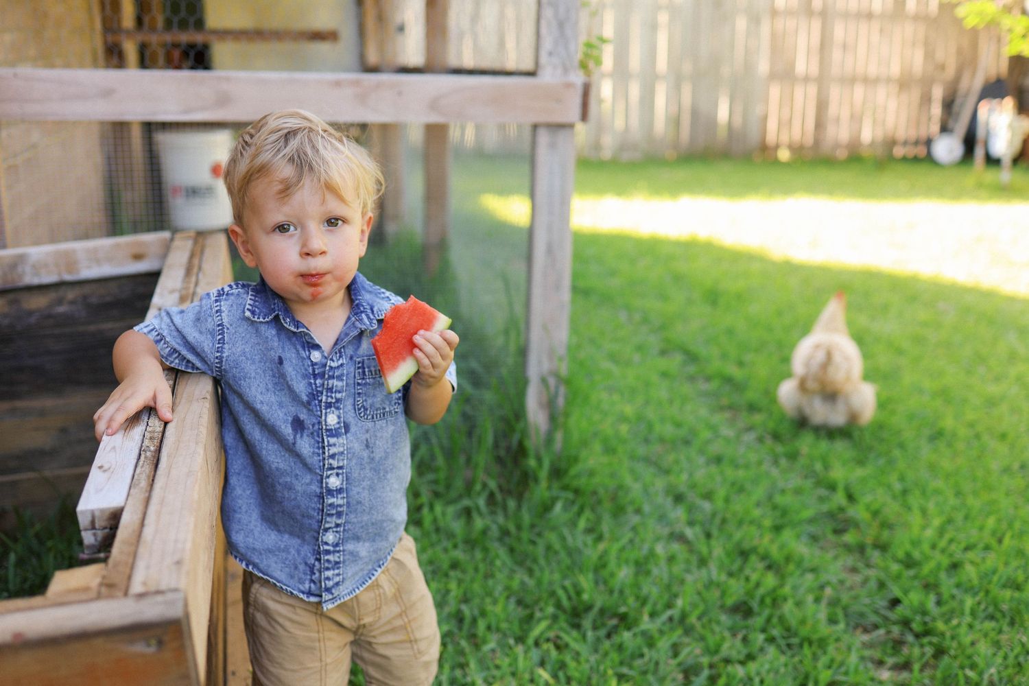 A young blonde toddler boy holds a piece of watermelon in a sunny backyard with a chicken grazing on green grass.