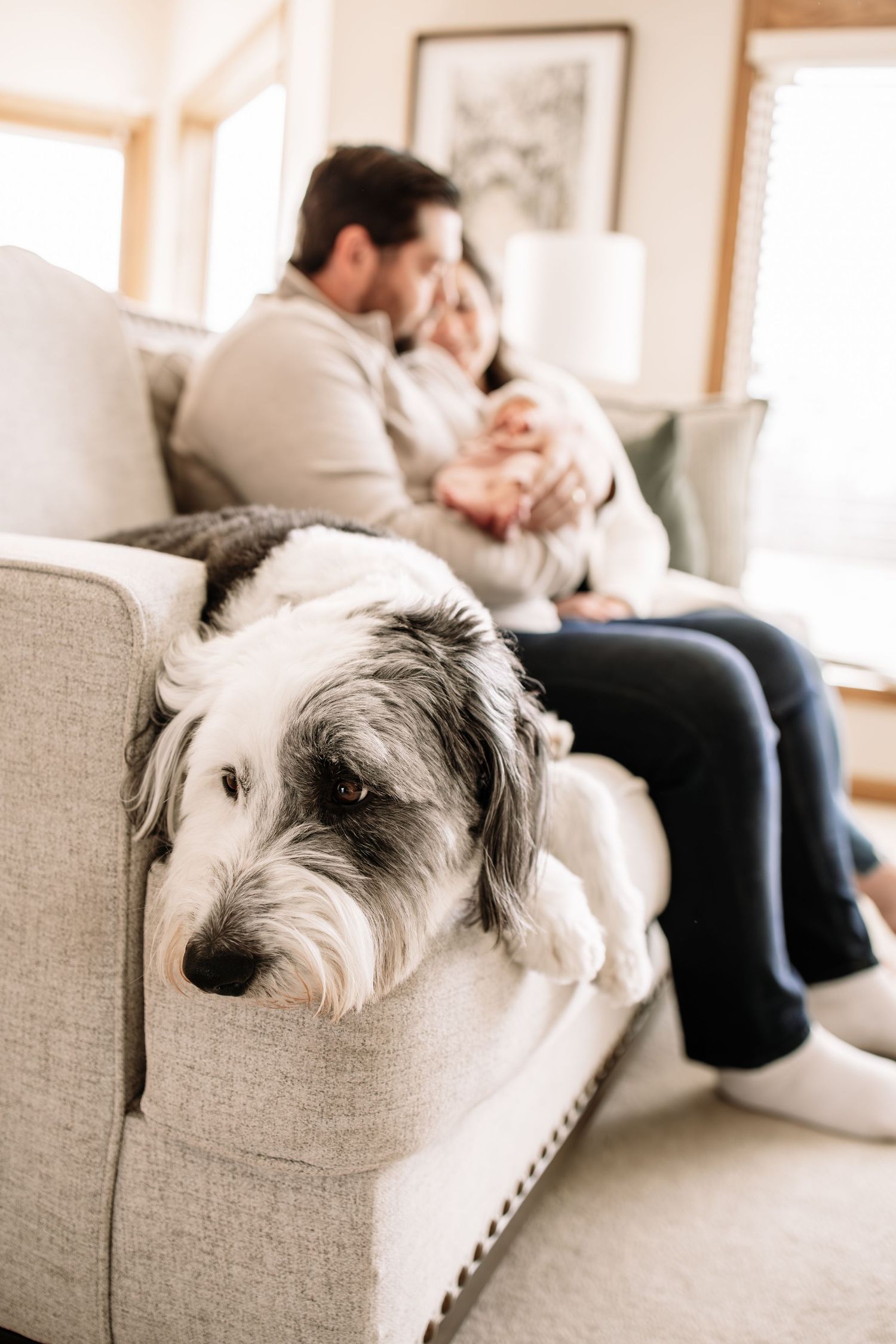 A fluffy black and white dog rests on a couch while a couple cuddles with their newborn baby in a Woodbury in-home newborn session.