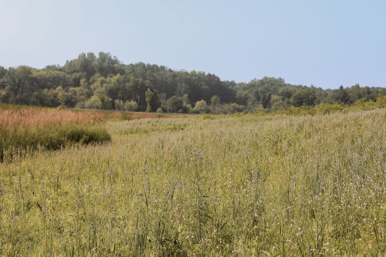 Rural grassland landscape with tall grass meadow and forest treeline in background on sunny day in Lakeville.