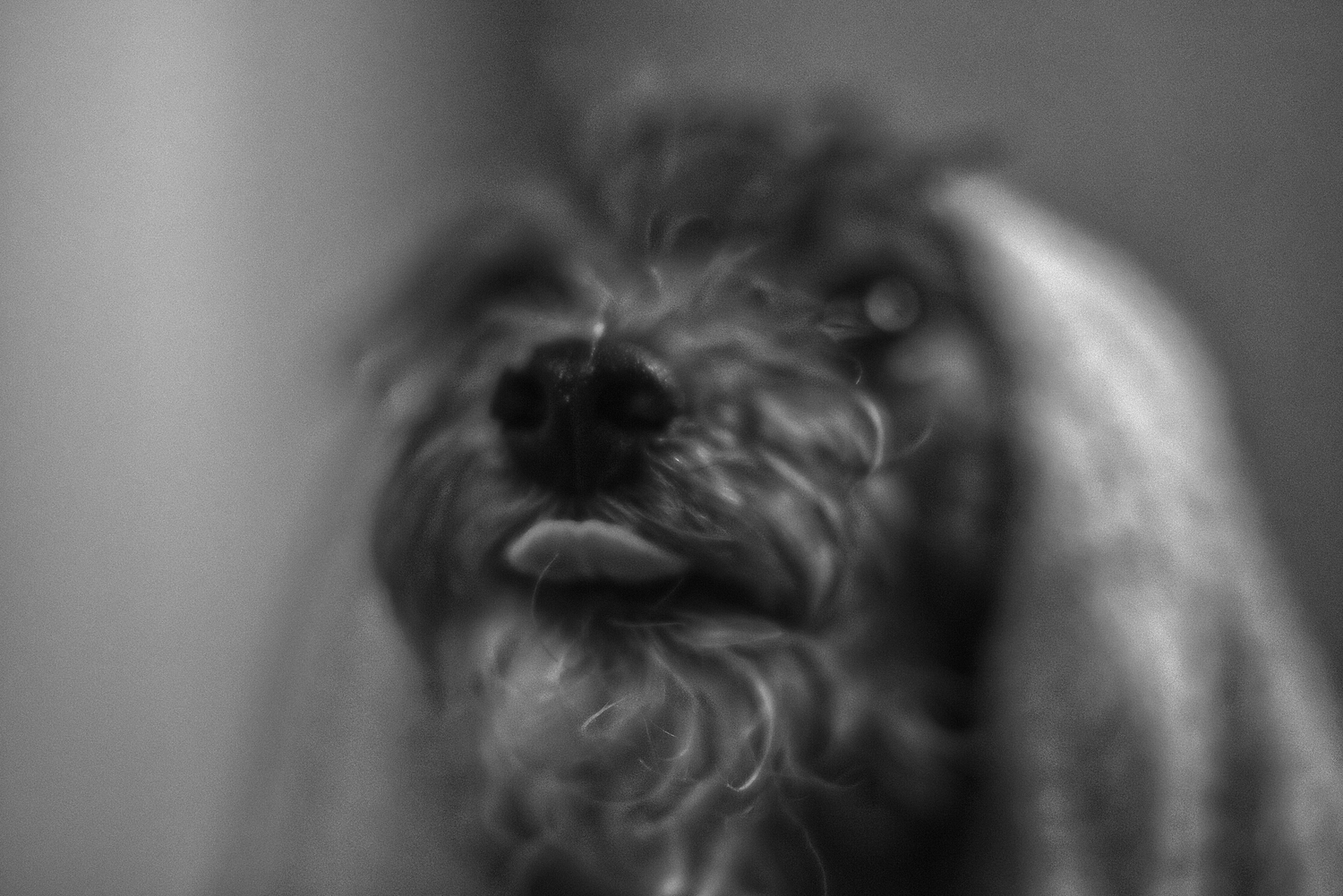 Pet session