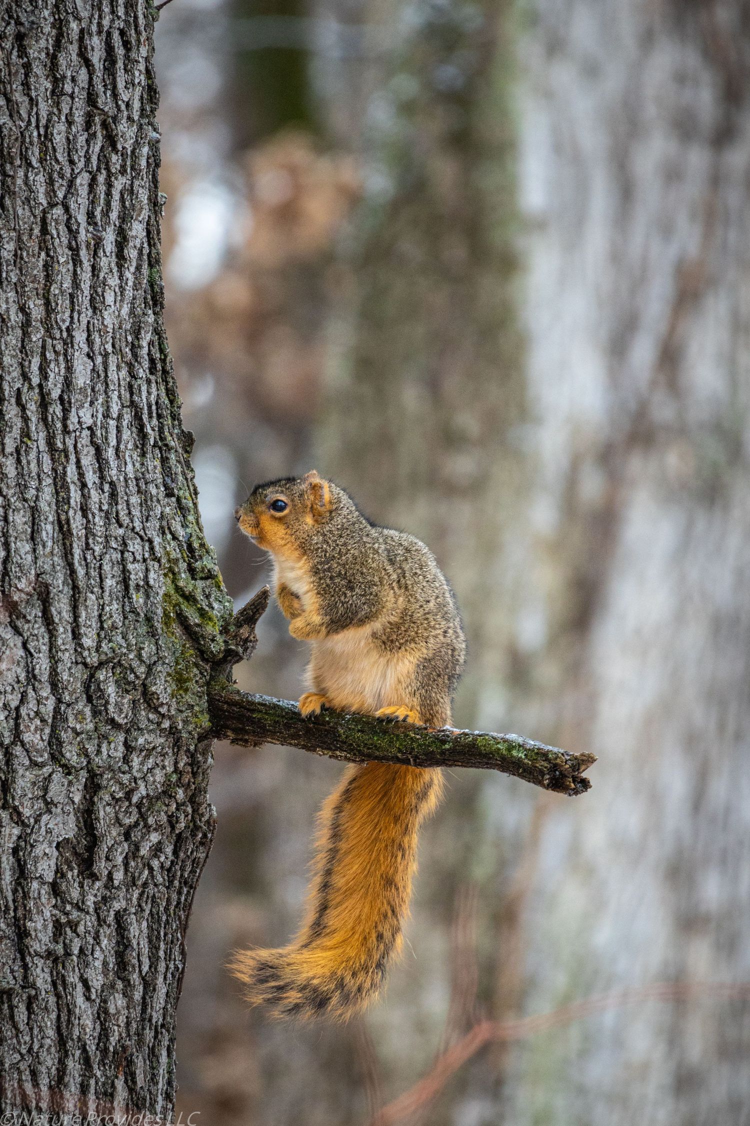 A squirrel standing on a tree branch