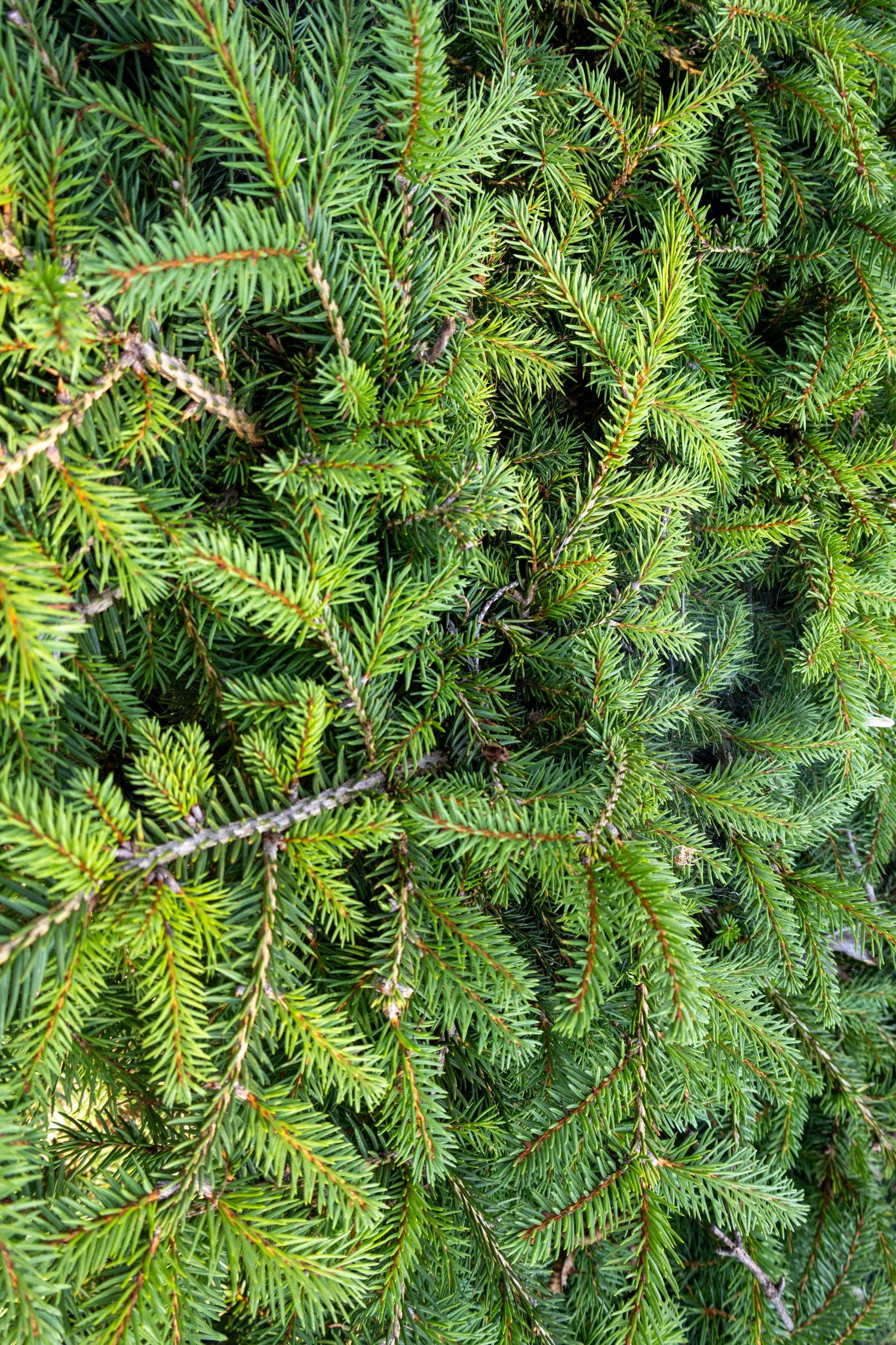 Good background for Christmas cards. Pine background.