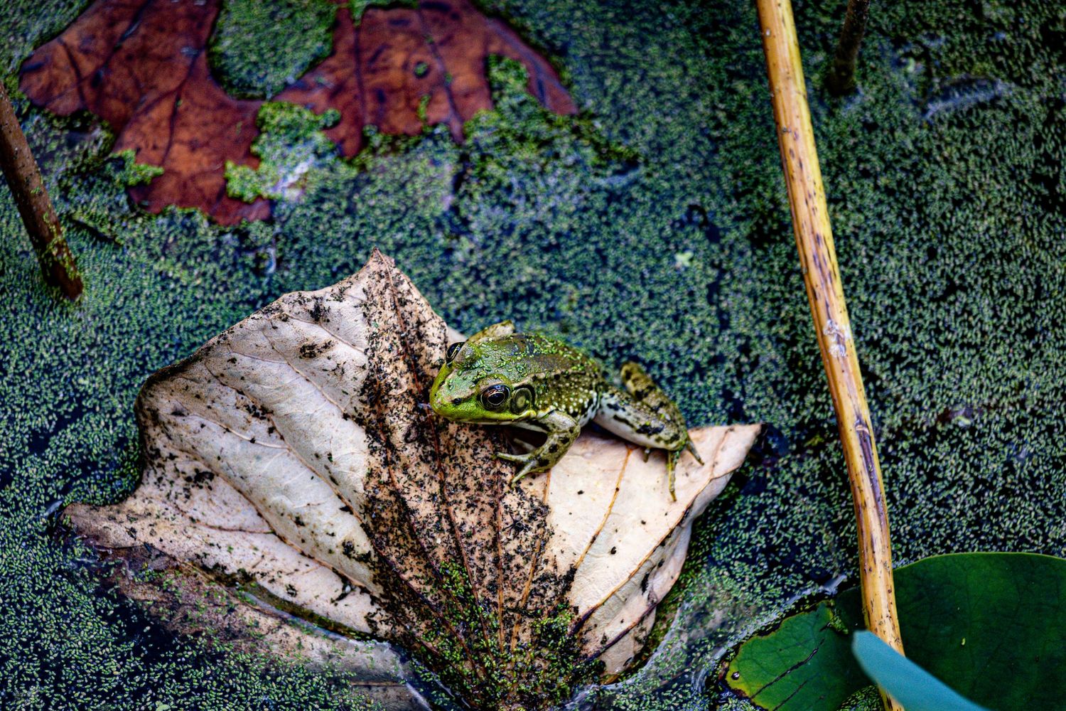 A green frog sitting on top of a lily pad