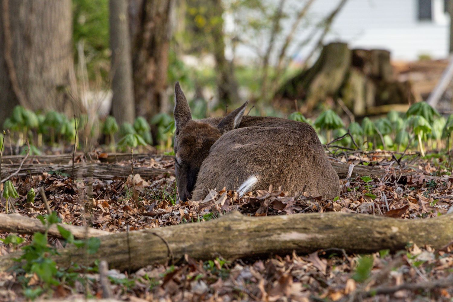 A deer curled up sleeping in a ball like a dog or puppy