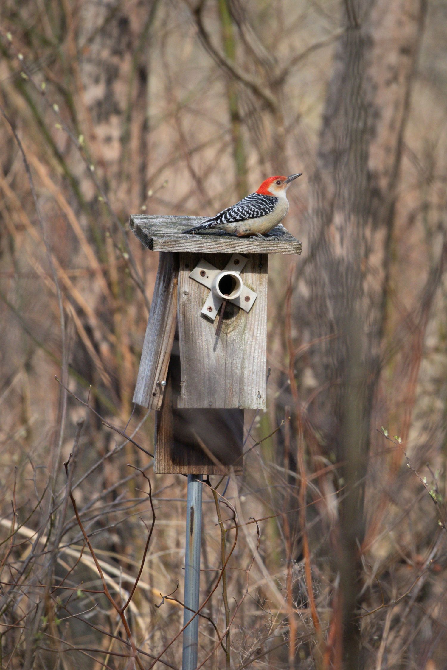 A woodpecker sitting on top of a bird house