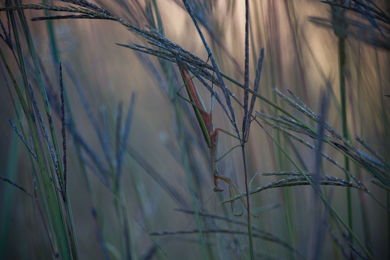 A praying mantis upside down on a plant