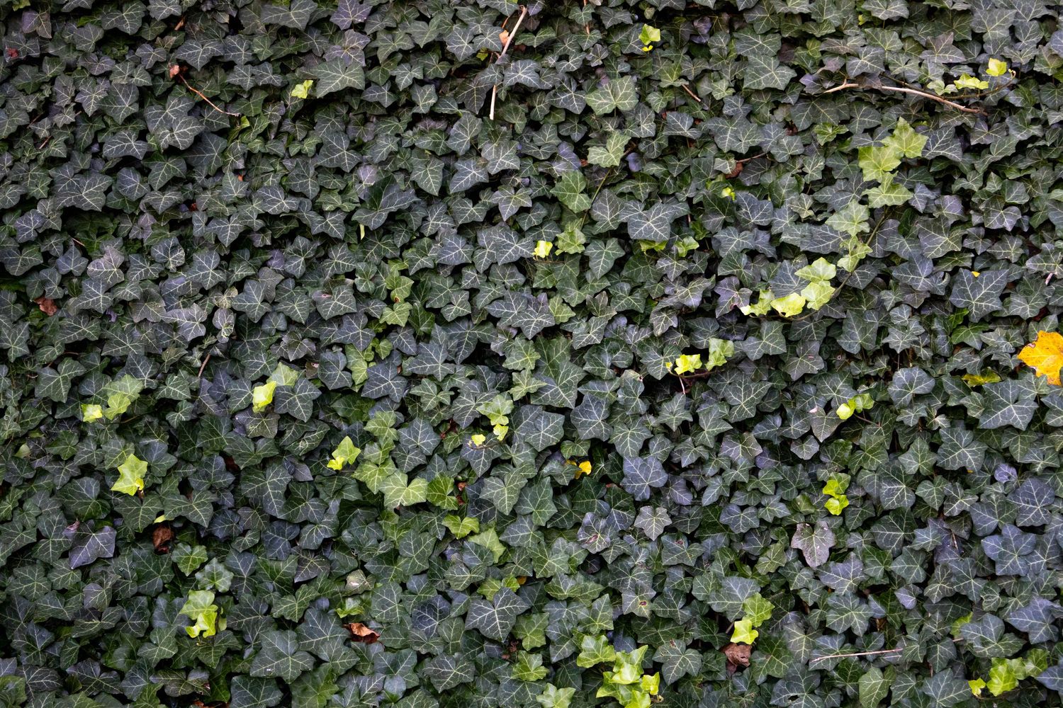 Floor of dark green ivy great for a wallpaper. Sense of calm.