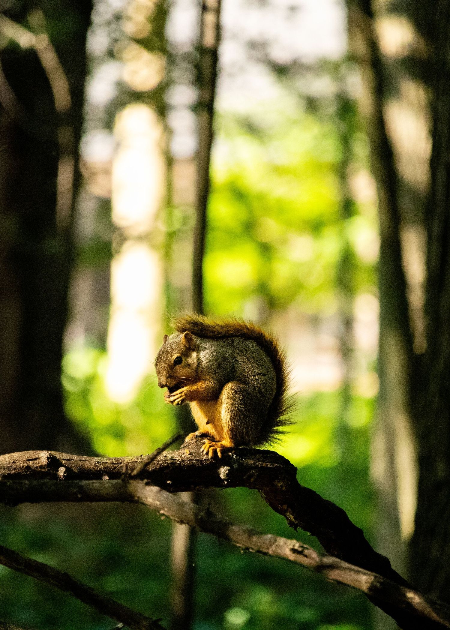 A squirrel eating while sitting on a branch