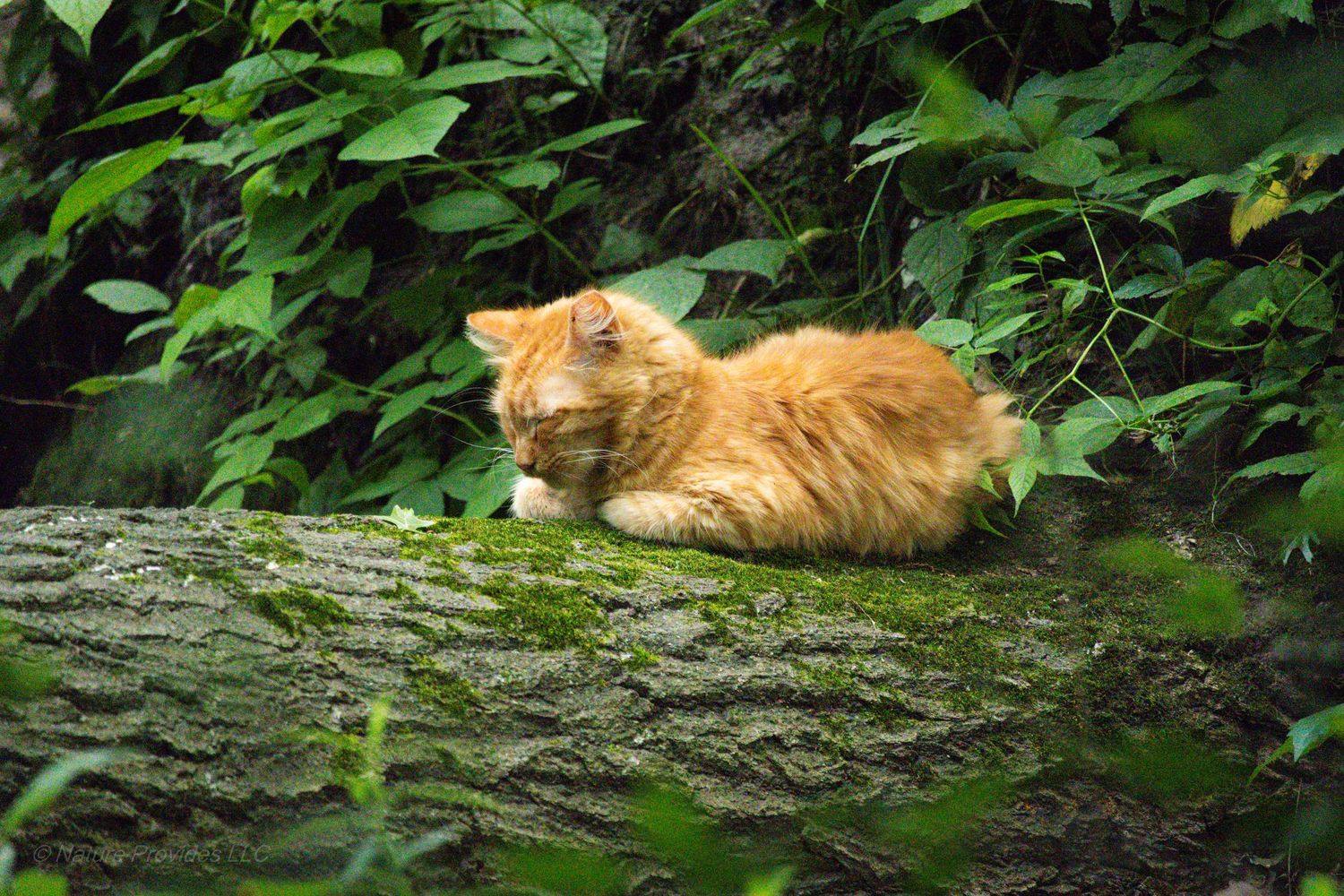 An orange cat asleep on a down tree in the woods