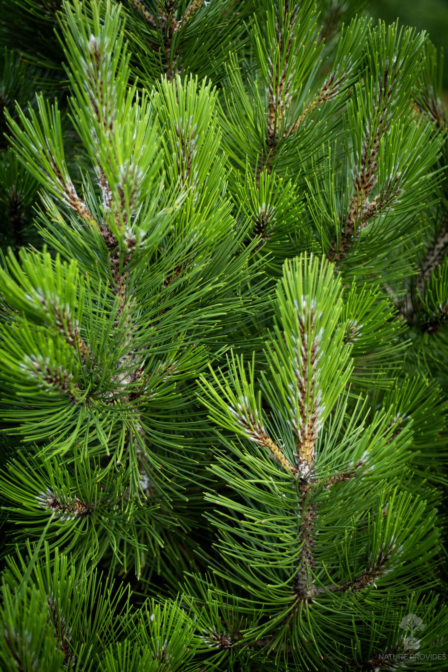 Closeup of pine branches. Great nature wallpaper