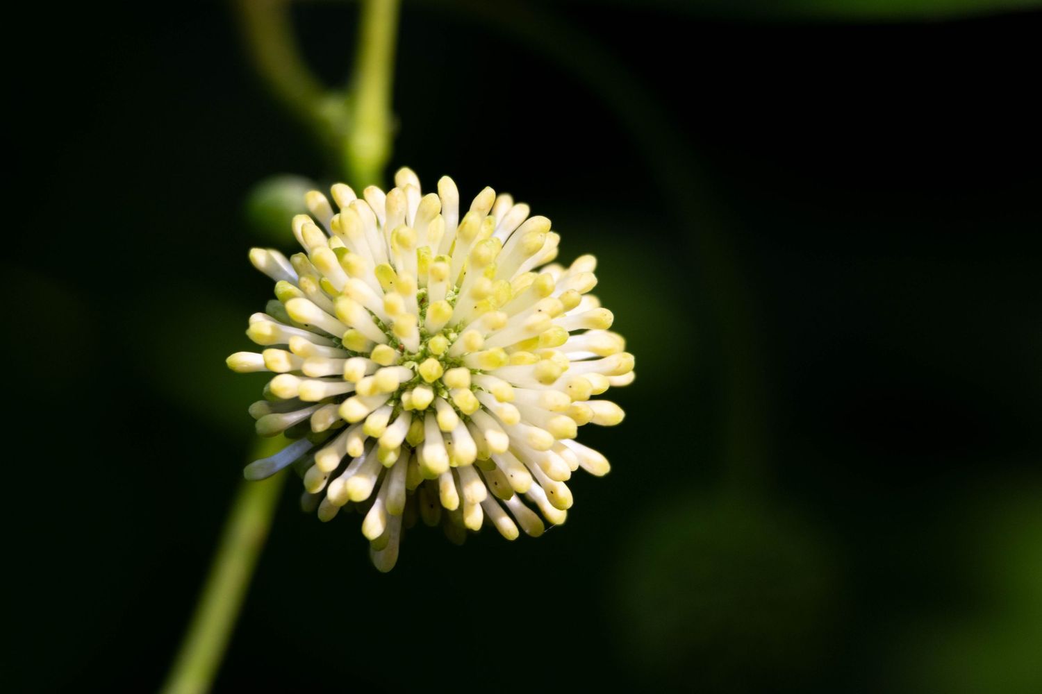 Macro photo of a ball shaped bud