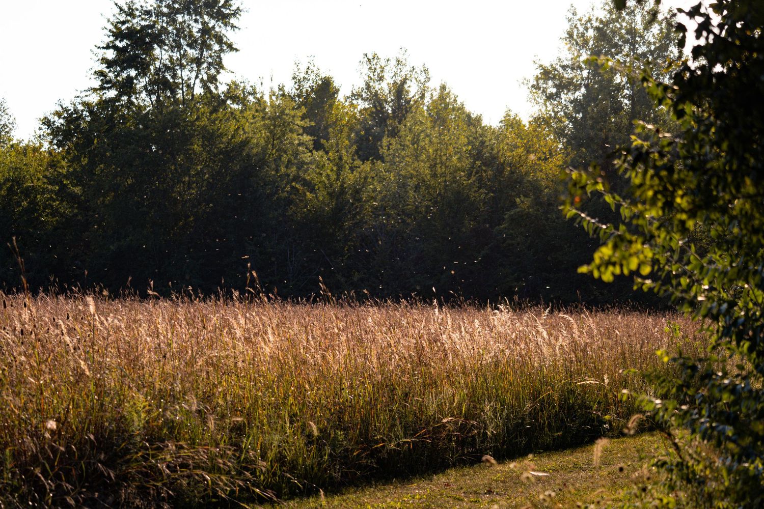 Late Summer field with dragonflys