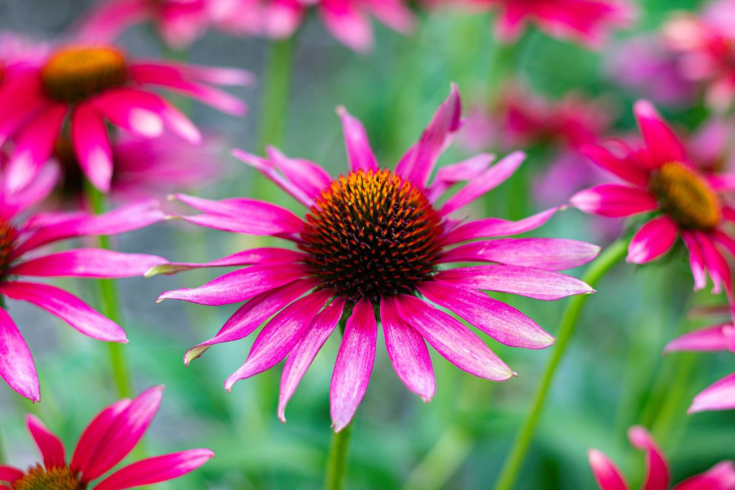 Vibrant pink flower