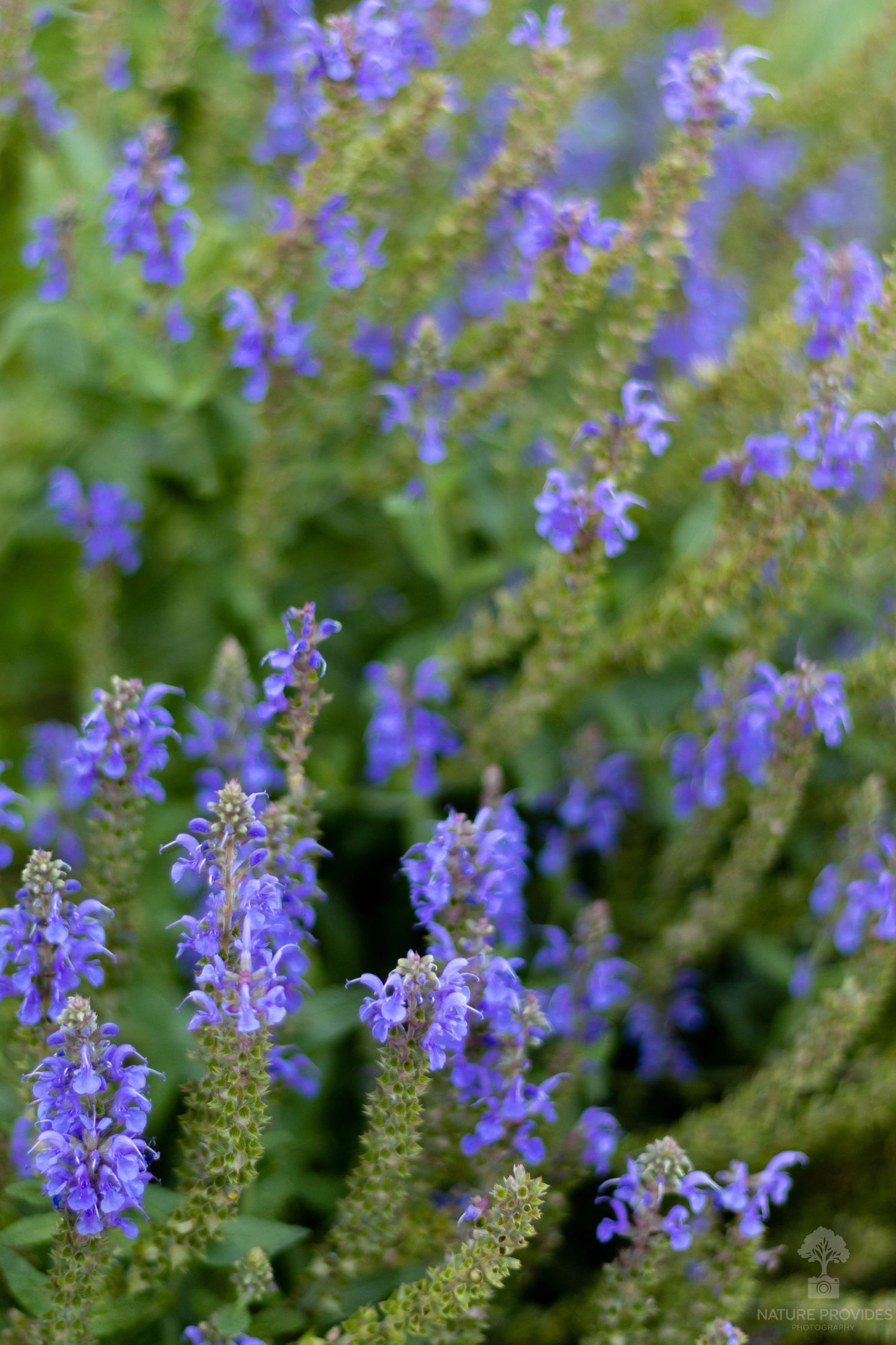 Lavendar like plant. Nature background