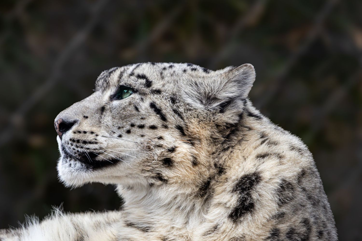 A snow leopard at the Toledo Zoo