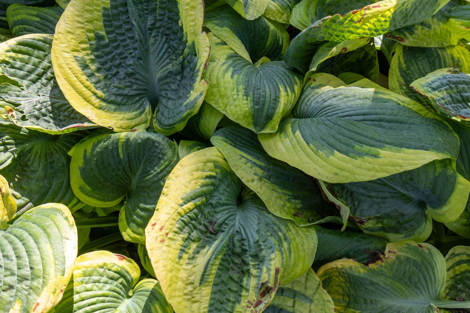 Close up of Hosta plants